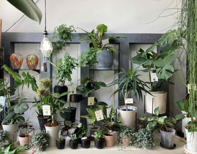 もう枯らさない！観葉植物の育て方―押さえておきたいポイント5選―
