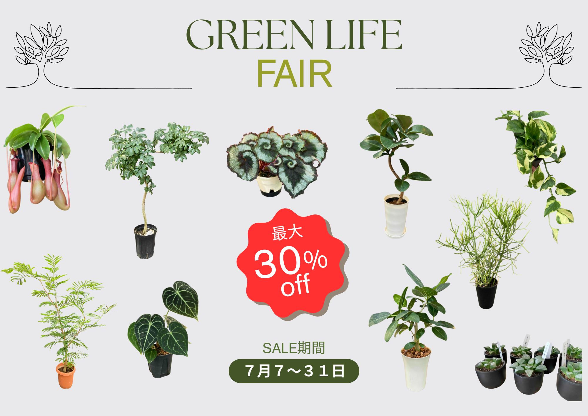 「観葉植物 サマーセール」開催！