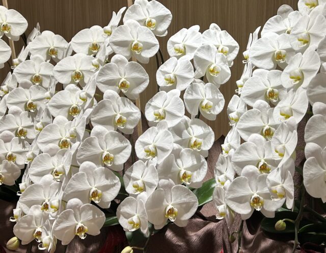 いただいたコチョウランの上手な育て方