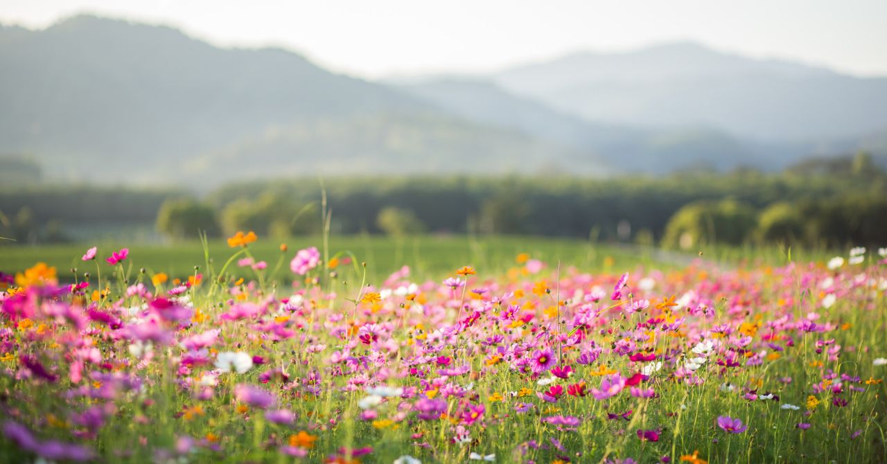 11月におすすめの季節の花5選｜菊・ダリア・秋バラの花言葉と贈り方